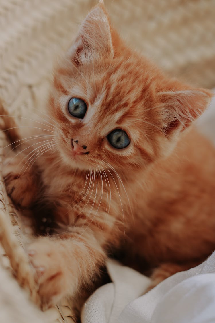 Kitten Crawling Out Of Basket