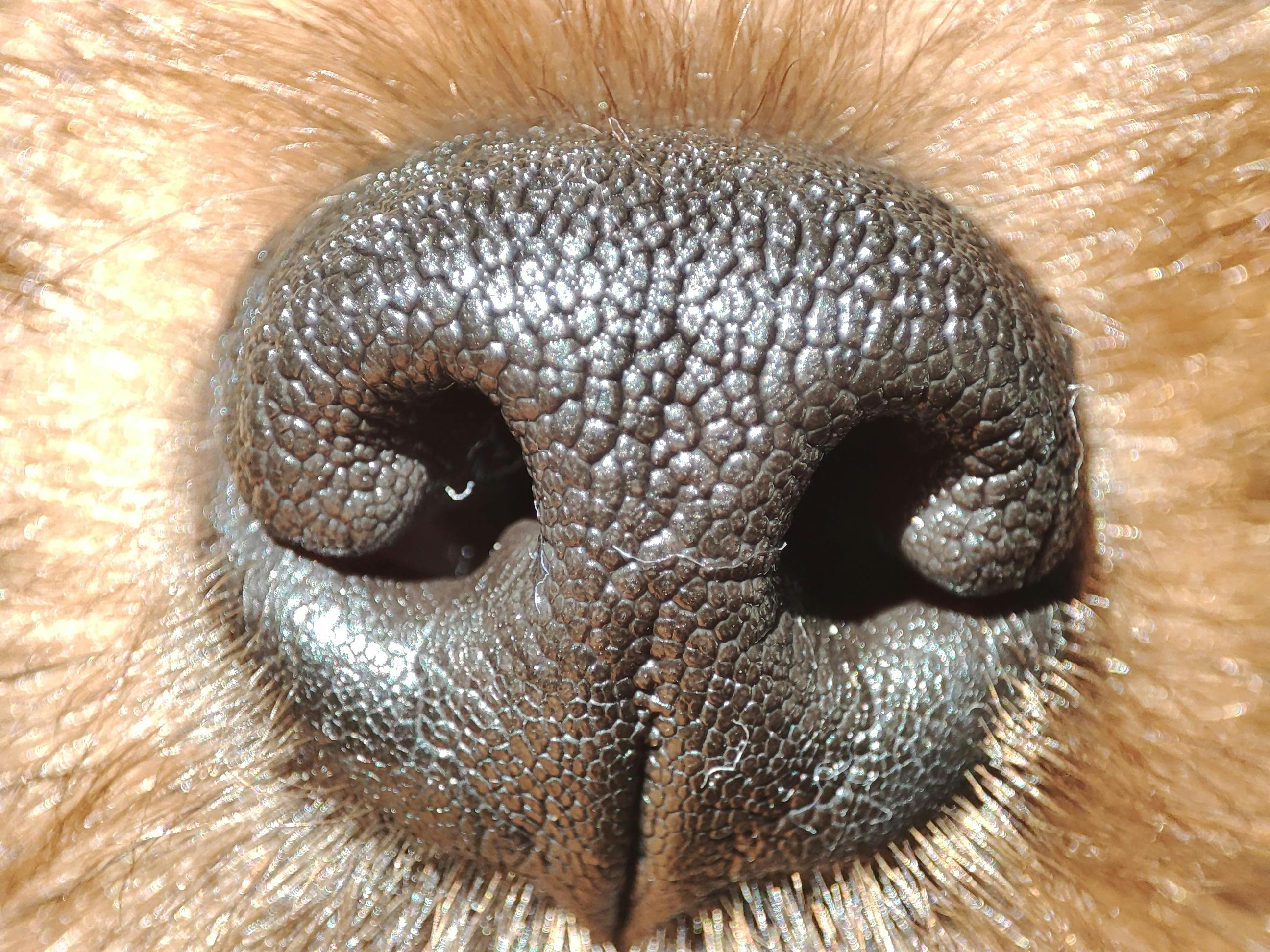 Close-up on Dogs Nose