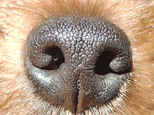 Free Close-up on Dogs Nose Stock Photo