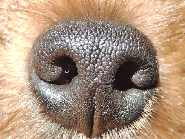 Understanding the Male Reproductive System in Dogs Naturally