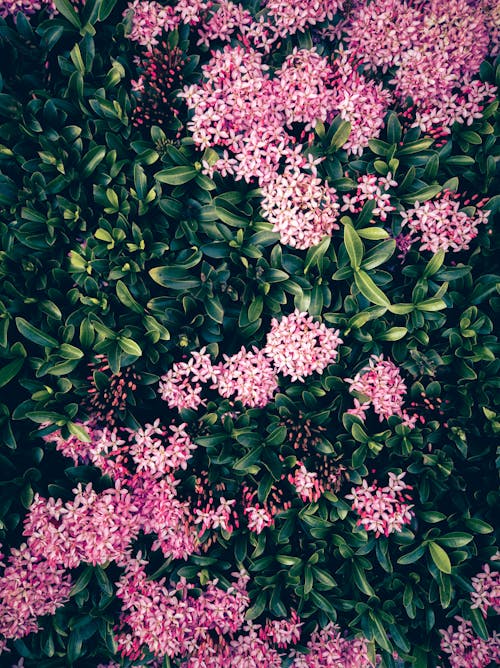 Photo of Pink Ixora Flowers