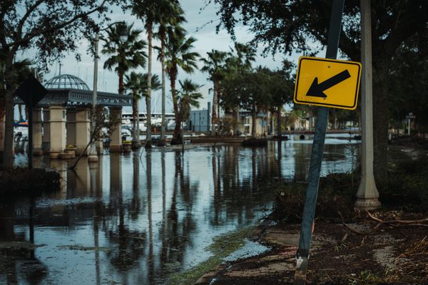 Flooded street with palm trees