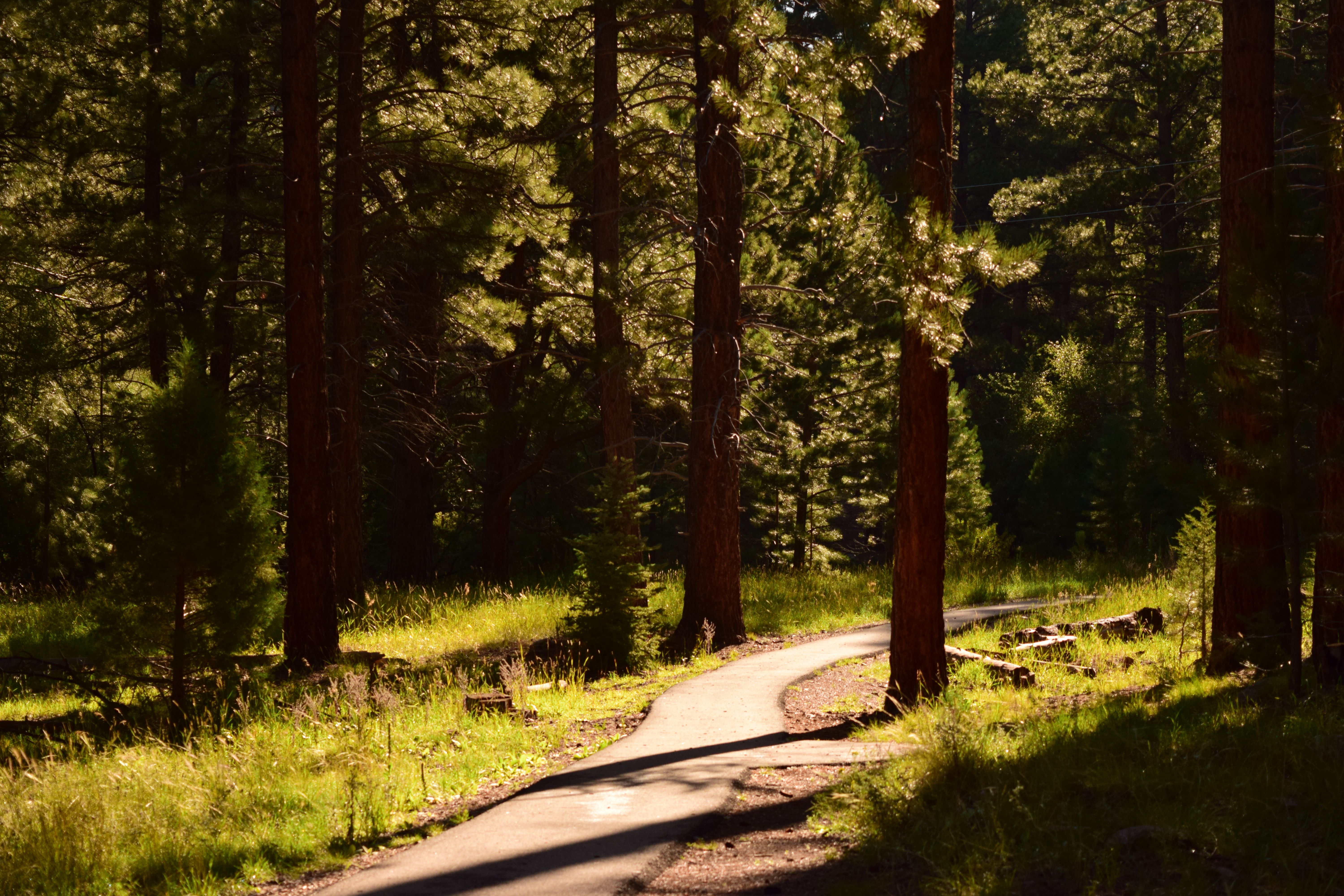 forest path sunlight walking