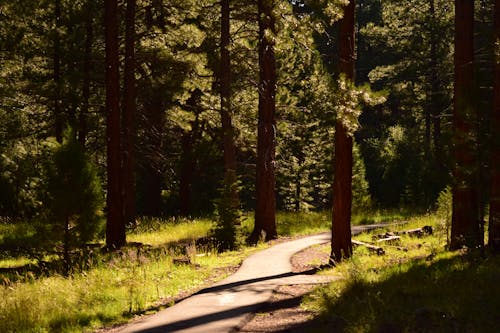 A Gray Concrete Road Between Green Grass and Trees