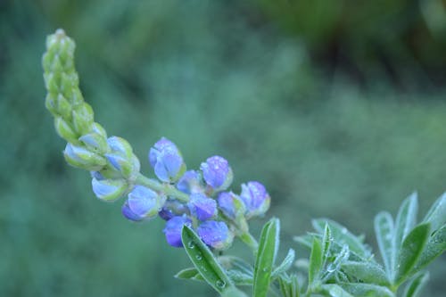 Free stock photo of beautiful flower, blurred backgound, purple