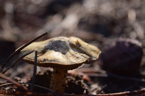 Free stock photo of blurred backgound, macro photo, mushroom