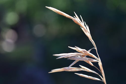 Free stock photo of blurred backgound, macro, wheat