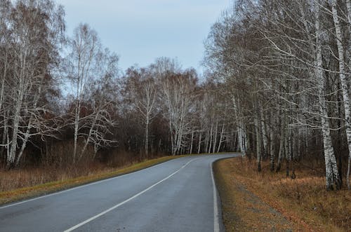 Fotobanka s bezplatnými fotkami na tému holé stromy, obloha, prázdny