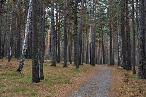 Imagine de stoc gratuită din arbori veșnic verzi, câmp de iarbă, conifere