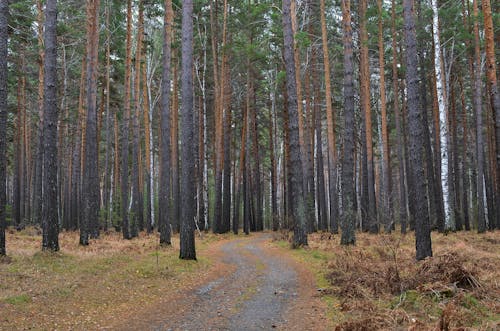 Imagine de stoc gratuită din arbori veșnic verzi, câmp de iarbă, conifere