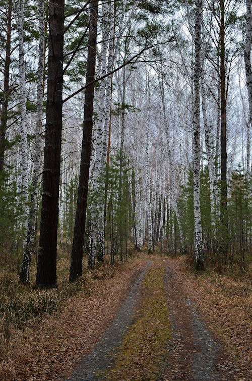 Unpaved Road Between Trees in the Woods