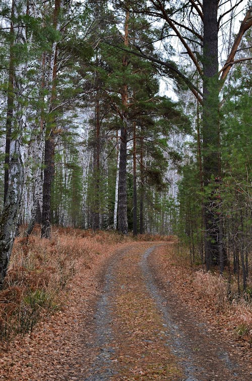 A Dirt Road Between Green Trees