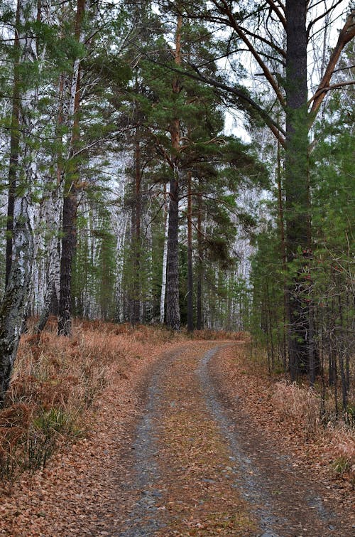 Foto d'estoc gratuïta de arbres verds, baguls, bosc