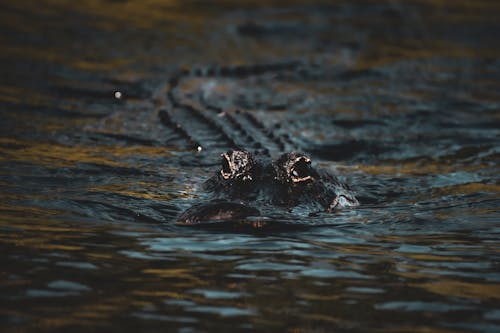 A Black Crocodile on Water