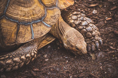 A Brown Turtle on Brown Soil