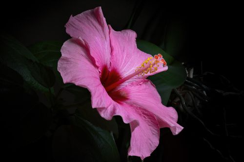 Free A vibrant pink hibiscus flower with detailed stamen in a dark, lush background. Stock Photo