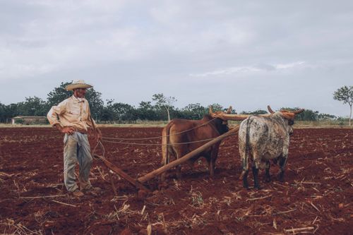 Free A farmer in rural setting plowing a field with oxen under a cloudy sky. Stock Photo
