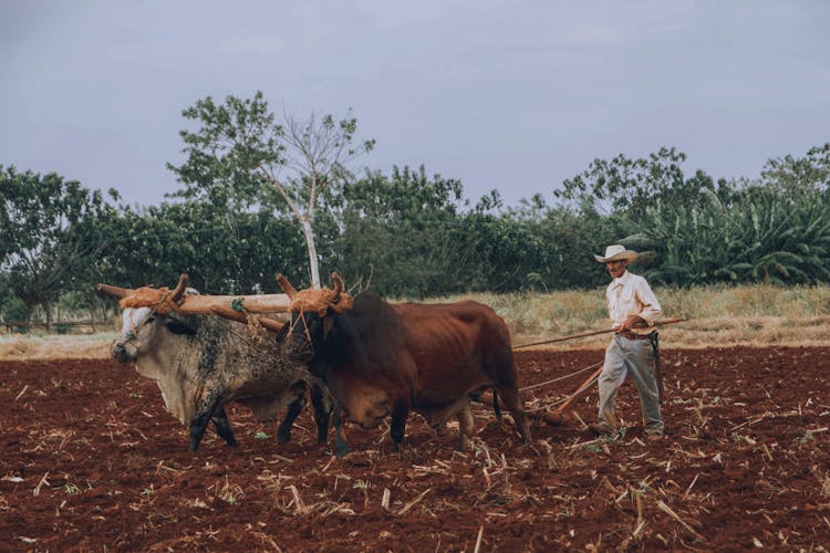 Cattle With Plow On Field