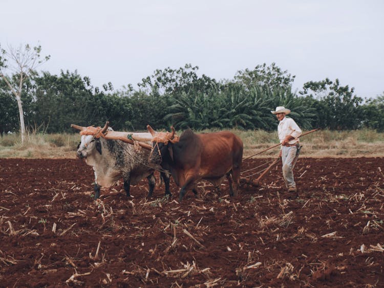 Man Working With Oxes On Field