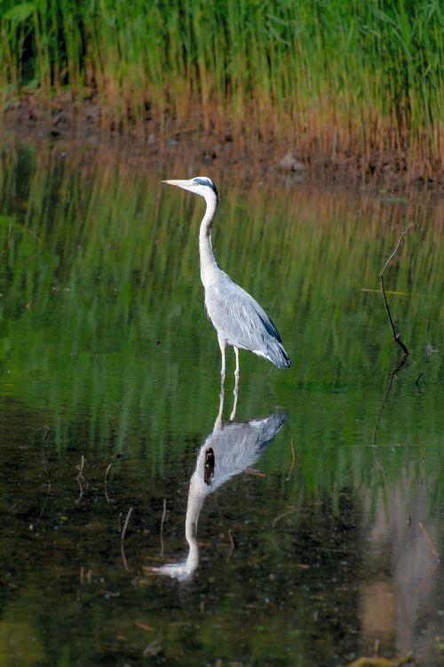Free A grey heron stands gracefully in a calm river, reflecting its image in the still water. Stock Photo