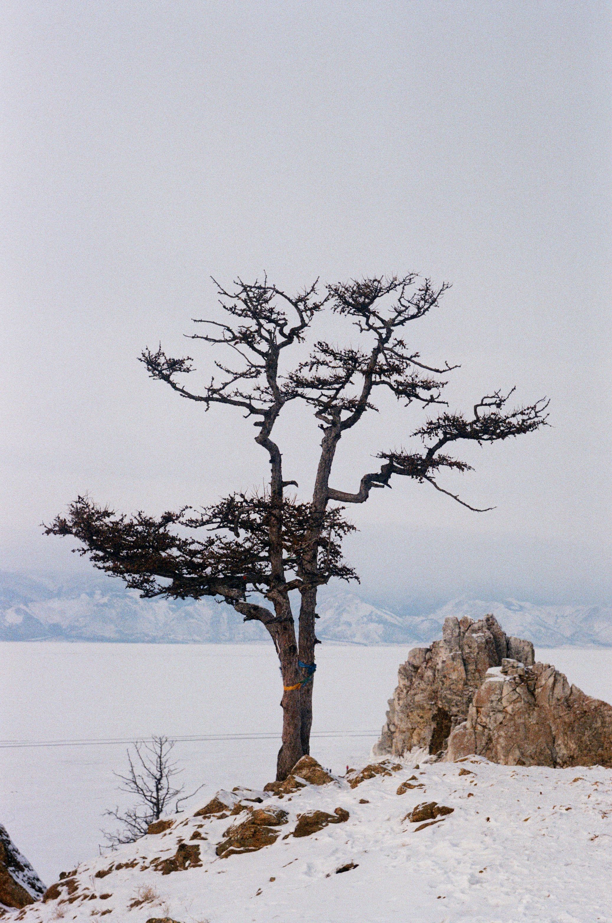 A solitary tree stands in a snow-covered landscape with distant mountains.