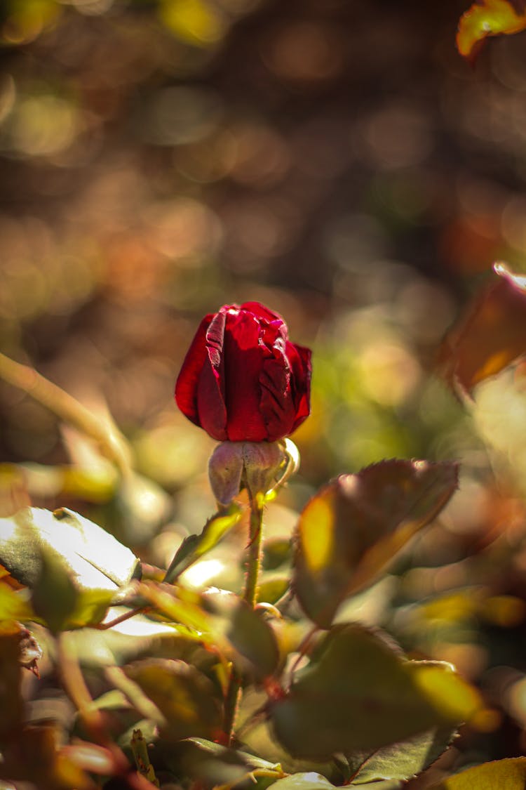 A Close-Up Shot Of A Red Rose Bud