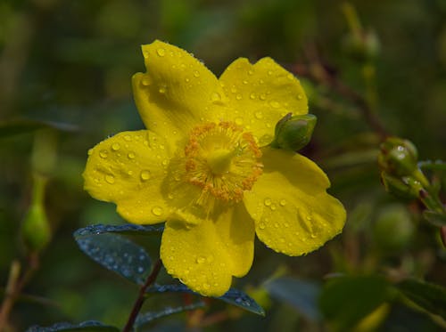Fotos de stock gratuitas de brotes, de cerca, flor amarilla