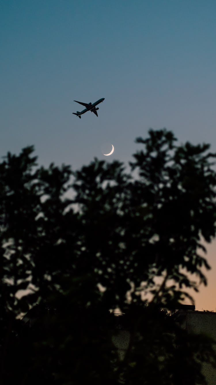 Plane Flying Above Tree Line