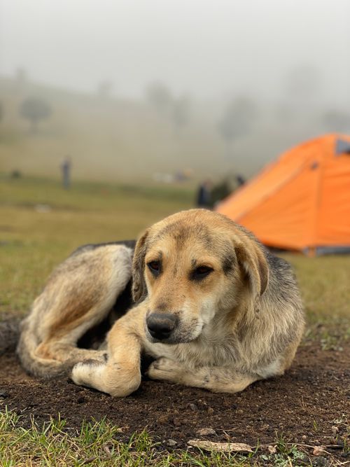 Free A serene camping scene with a dog resting near an orange tent in foggy weather. Stock Photo