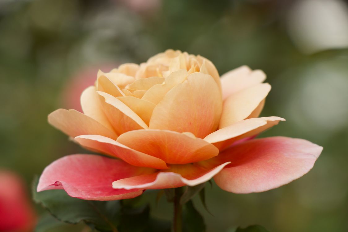 Gen Roses Close-Up Shot of a Blooming Garden Rose · Free Stock Photo