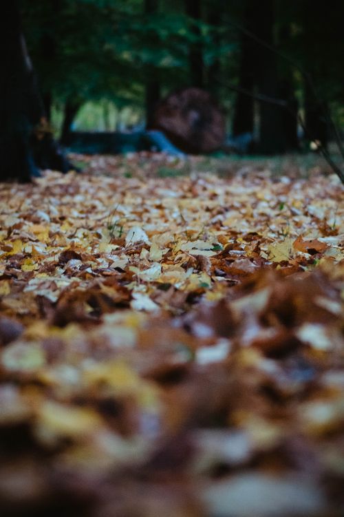 Free Vibrant fallen leaves carpet the forest ground in a serene autumn scene. Stock Photo