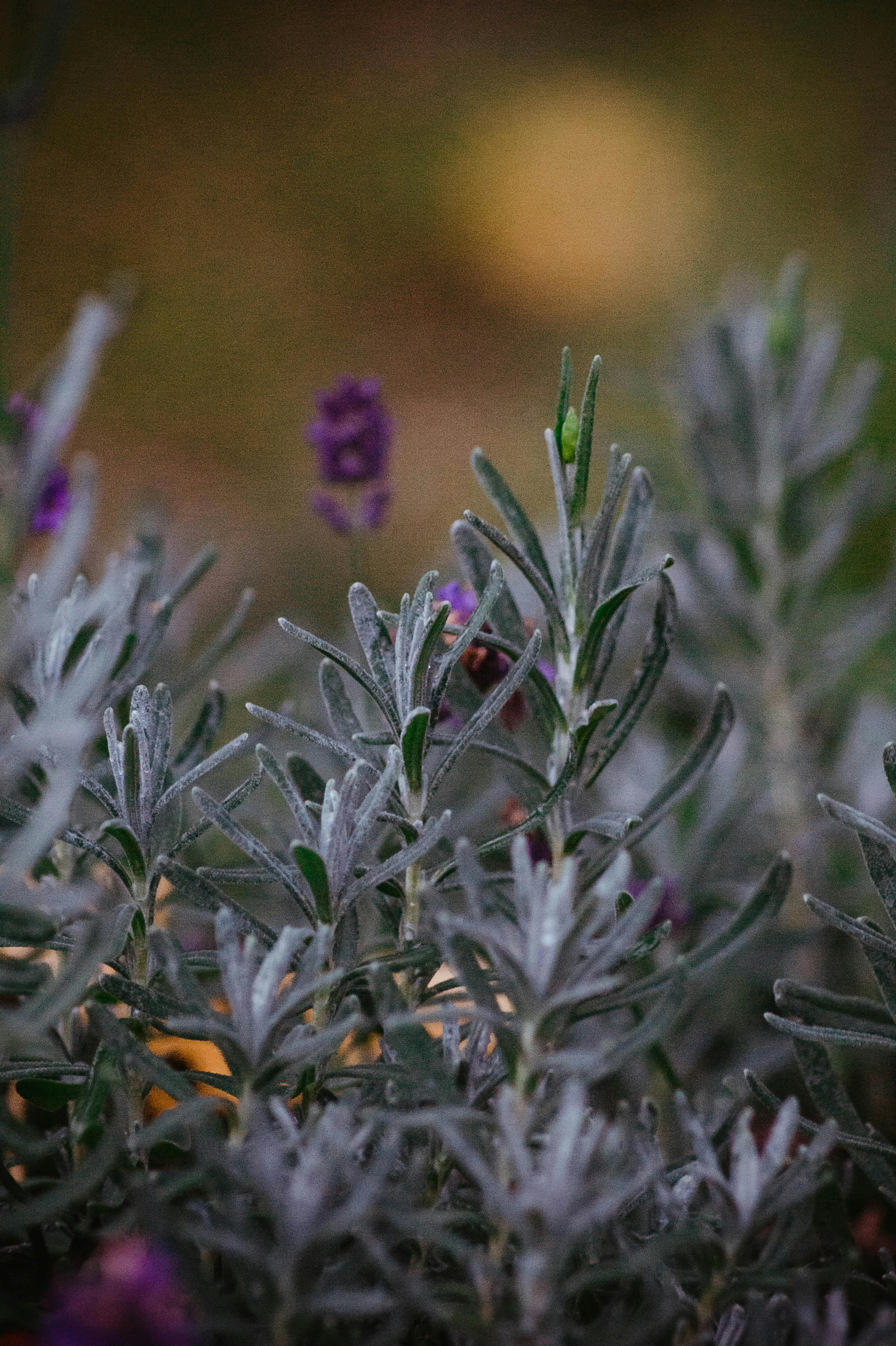 Cum să-ți protejezi plantele ornamentale în sezonul rece