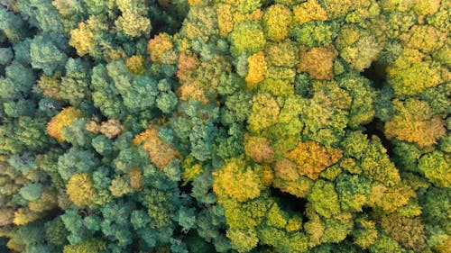 ağaçlar, drone çekimi, drone fotoğrafçılığı içeren Ücretsiz stok fotoğraf
