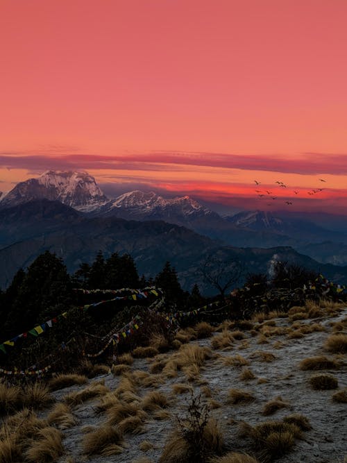 Green Trees on Mountain during Sunset