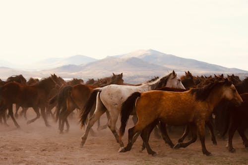 Ilmainen kuvapankkikuva tunnisteilla eläimet, hevoset, hiekka