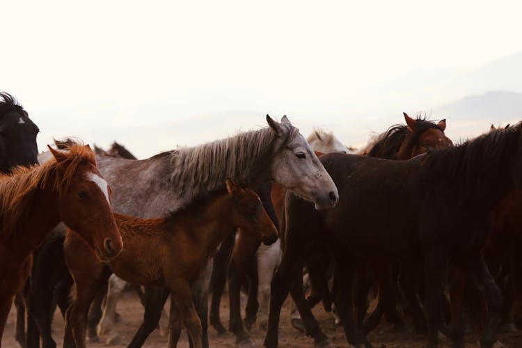 Foal In Horses Herd