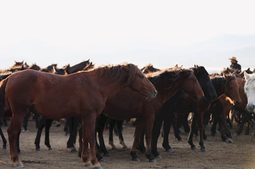 動物攝影, 家畜, 牧場 的 免費圖庫相片