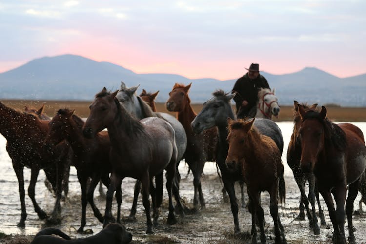 Horses Running On The Field