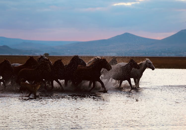 Horses Galloping In Water