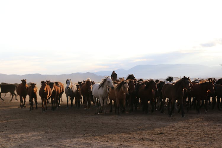 Horses Running On The Field