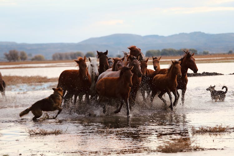 Horses Running On A Water