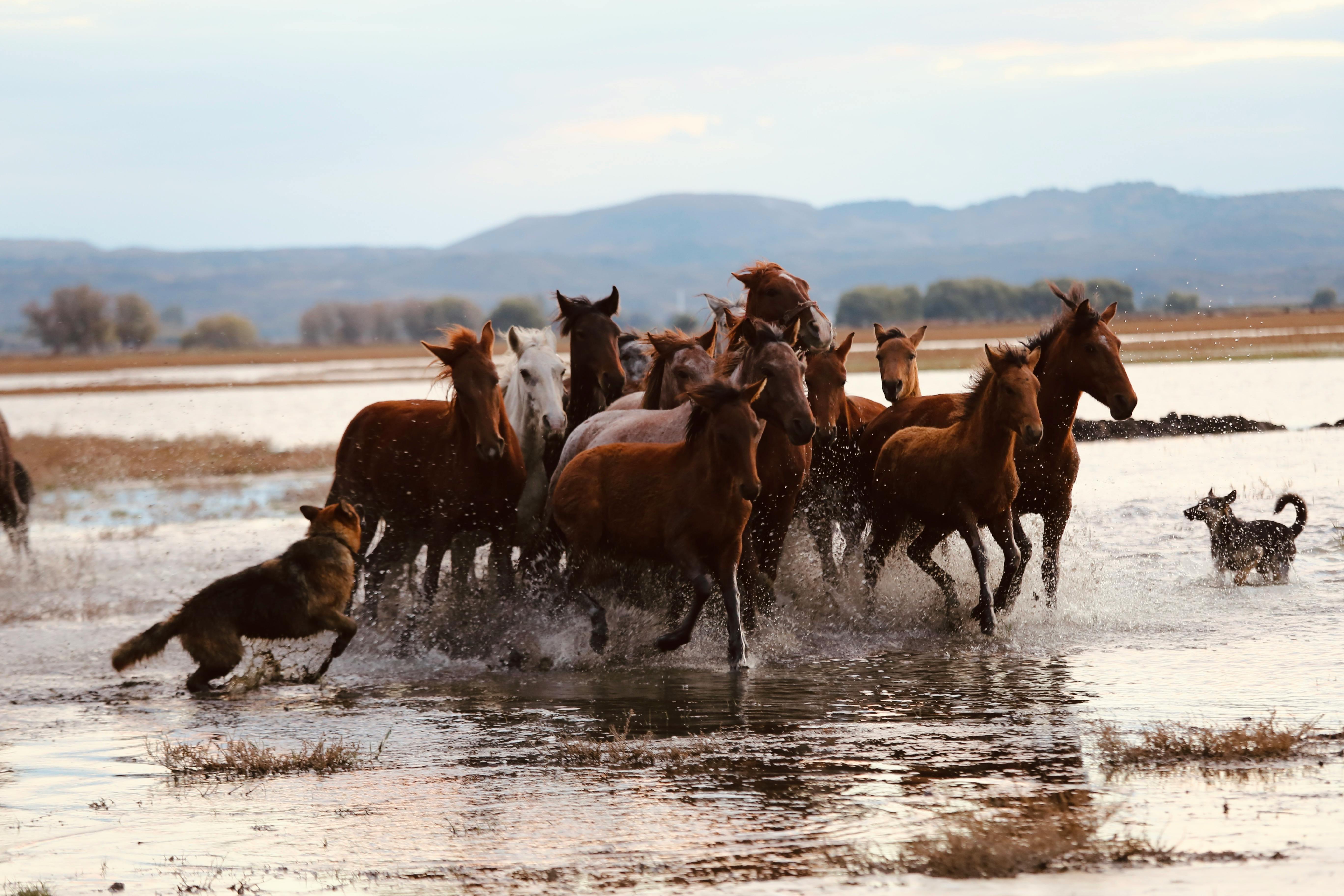 horses running in the water