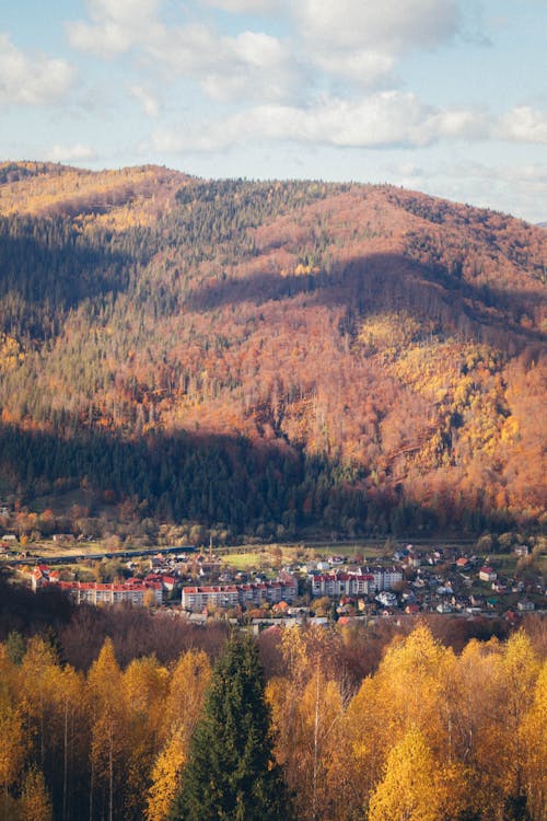 Colorful Forest around Town under Hill