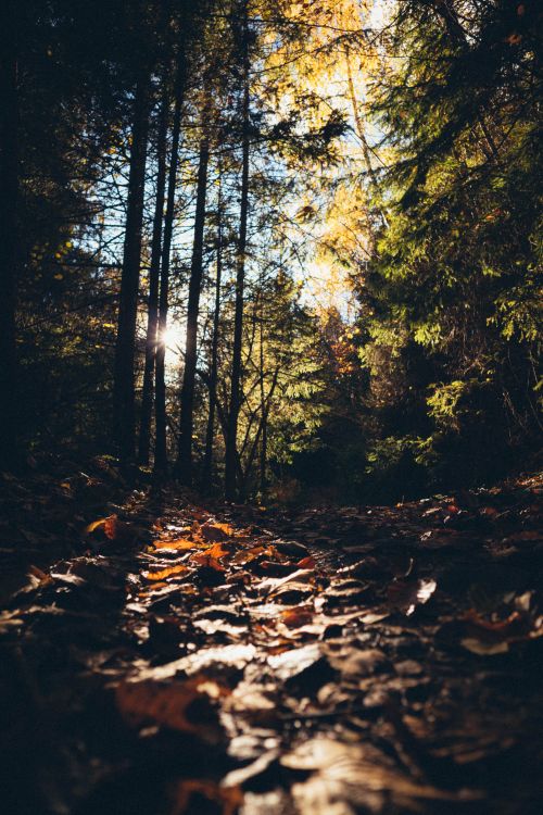 Free Sunlight filters through autumn trees in a serene forest setting. Stock Photo