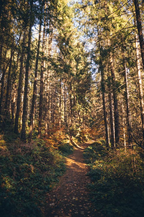 Foto profissional grátis de árvores, caminho, declínio