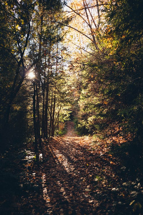 가을, 나무, 떨어지다의 무료 스톡 사진