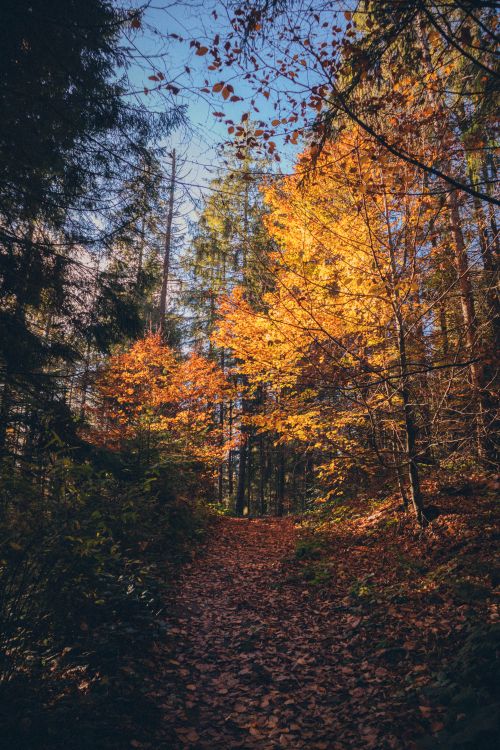 Free Scenic autumn forest path lined with golden leaves and tall trees. Stock Photo