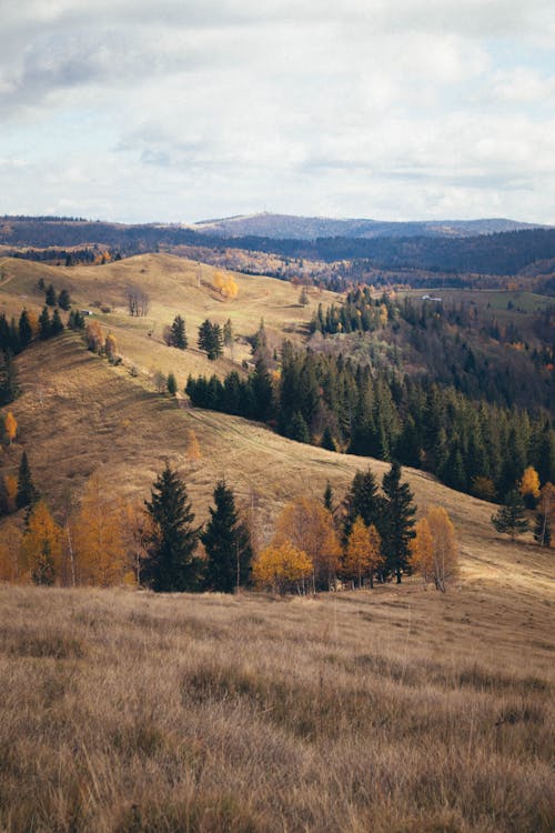 Forest and Grassland on Hills in Countryside in Autumn