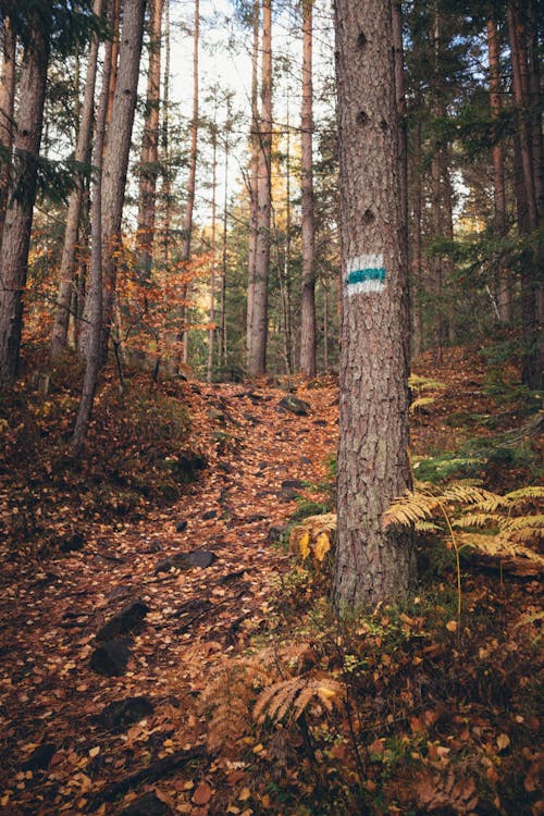 Foto profissional grátis de caminho, declínio, floresta