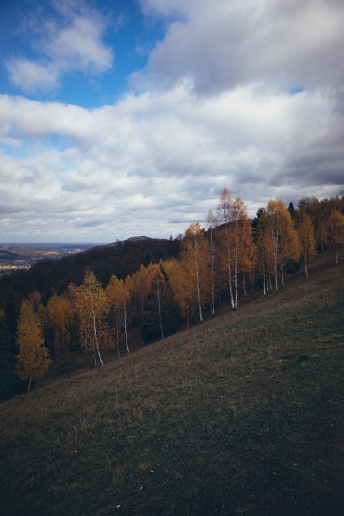 Forest on Hill in Autumn
